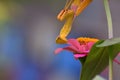 Yellow Mantises are an order Mantodea perched on a flower Royalty Free Stock Photo