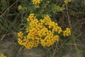 Yellow many small buds of wild flowers mimosa Royalty Free Stock Photo