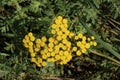 Yellow many small buds of wild flowers mimosa on a green stem Royalty Free Stock Photo