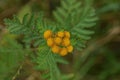 Yellow many  small buds of wild flowers mimosa Royalty Free Stock Photo