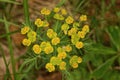 Yellow many  small buds of wild flowers Royalty Free Stock Photo