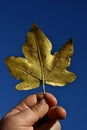 Yellow maple (Acer) leaf held in 3 years old child left hand