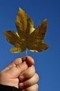 Yellow maple (Acer) leaf held in 3 years old girl left hand