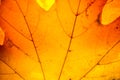 Yellow maple leaf autumn macro Royalty Free Stock Photo
