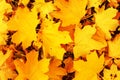 Yellow maple Autumn Leaves Background. Colorful autumn fallen le