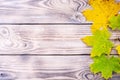 Yellow Maple Autumn Leaves On A Dark Old Tree Background With Space For Text