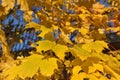 Yellow maple autumn leaves on tre and blue sky