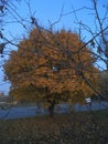 A yellow maple is in evening twilights.