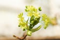 Yellow maple flowers. Spring Background with the inscription Royalty Free Stock Photo