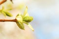 Yellow maple flowers. Spring Background with the inscription Royalty Free Stock Photo