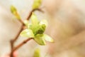 Yellow maple flowers. Spring Background with the inscription Royalty Free Stock Photo