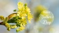 Yellow maple flowers. Spring Background with the inscription Happy mother day Royalty Free Stock Photo