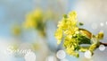 Yellow maple flowers. Spring Background with the inscription Spring hello Royalty Free Stock Photo