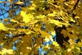 Yellow maple foliage in autumn.