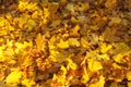 Yellow maple foliage laying on the ground. Autumn background with selective center focus