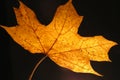 Yellow maple leaf Royalty Free Stock Photo