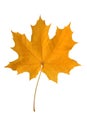 Yellow maple leaf. Royalty Free Stock Photo