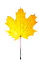 Yellow maple leaf