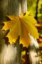 Yellow maple leaf