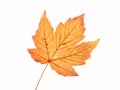 Yellow maple leaf