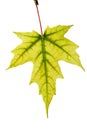 Yellow Maple Leaf Royalty Free Stock Photo