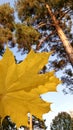 Maple leaf in coniferous forest