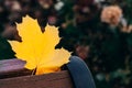 Yellow maple leaf alone on a park bench background with copy space Royalty Free Stock Photo