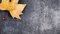 Yellow maple leaf Royalty Free Stock Photo