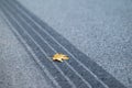 Yellow maple leaf on asphalt and the tire track after emergency braking, close up Royalty Free Stock Photo