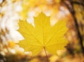Yellow maple leaf Royalty Free Stock Photo