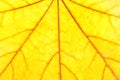 Yellow maple leaf background Royalty Free Stock Photo