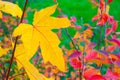 Yellow maple leaf a background of colored bushes Royalty Free Stock Photo