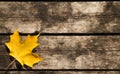Yellow Maple Leaf Background Royalty Free Stock Photo