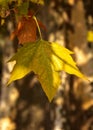 Yellow maple leaf on the background of a tree trunk. Leaf in the autumn sun Royalty Free Stock Photo