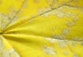 Yellow maple leaf background. Veins and silvery spots Royalty Free Stock Photo