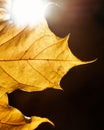 Yellow maple leaf with backlight Royalty Free Stock Photo