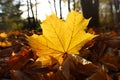 Yellow maple leaf backlit by the sun. Autumn background with withered foliage on the ground in park or forest. Royalty Free Stock Photo