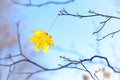 leaf fall season, autumn background, last yellow maple leaf on a tree branch, late autumn, Royalty Free Stock Photo