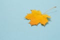 Autumnal yellow maple leaf on blue background Royalty Free Stock Photo