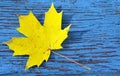 Yellow maple leaf on blue old wooden background. Royalty Free Stock Photo