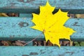 Yellow maple leaf on blue old wooden background. Royalty Free Stock Photo