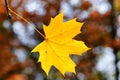 Yellow maple leaf on a blurred autumn trees background.Fall season,autumn,nature cycle concept. Royalty Free Stock Photo