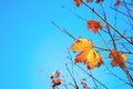 Yellow maple leaf on branch against clear blue sky. Last maple leaves on tree in autumn.  Copy space Royalty Free Stock Photo