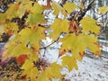 Yellow maple leaf on a branch in the background white snow Royalty Free Stock Photo