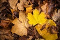 Yellow maple leaf on brown leaves Royalty Free Stock Photo