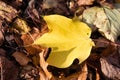Yellow Maple Leaf on Brown Leaves Royalty Free Stock Photo