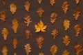 Yellow Maple leaf among brown oak background Royalty Free Stock Photo