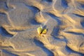 Yellow Maple leaf on brown ordinary soil surface