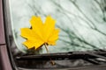Yellow maple leaf on a car glass