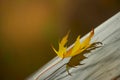 yellow maple leaf on a car windshield. Royalty Free Stock Photo